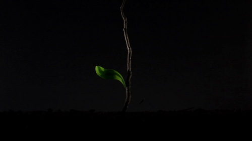 Lo puramente natural se mezcla con el estudio.